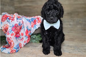 Jenna - Goldendoodle for sale