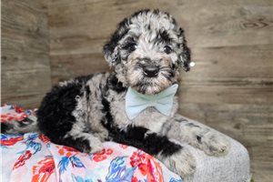 Johanna - Goldendoodle for sale