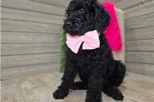 Jenna - Goldendoodle for sale