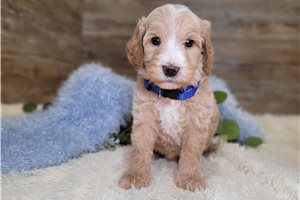 Flynn - Goldendoodle, Mini for sale
