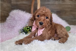Francine - Goldendoodle, Mini for sale