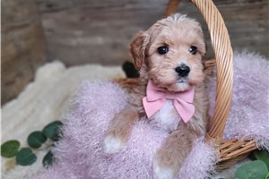 Flora - Goldendoodle, Mini for sale