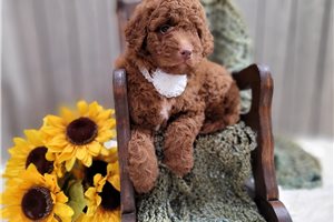 Emiko - puppy for sale