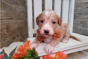 Fallon - Goldendoodle, Mini for sale