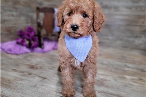 Frankie - puppy for sale