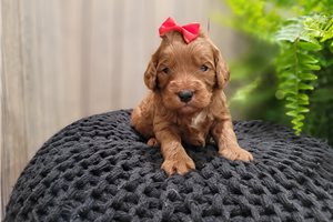 Emerson - puppy for sale