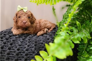 Emery - Goldendoodle, Mini for sale