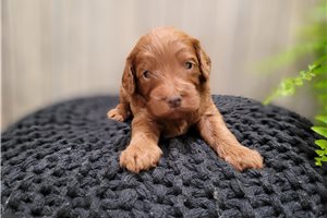 Emelia - puppy for sale