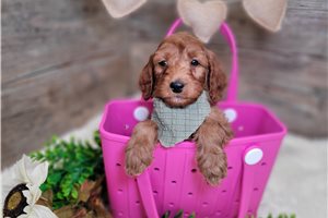 Forrest - Goldendoodle, Mini for sale