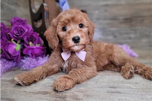 Faye - Goldendoodle, Mini for sale