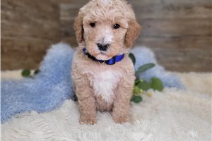 Felix - puppy for sale