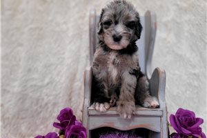 William - Sheepadoodle for sale