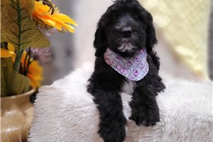 Wren - puppy for sale