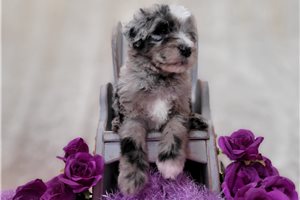 Walker - puppy for sale