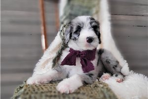 Willow - Sheepadoodle for sale