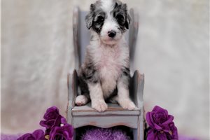 Willow - Sheepadoodle for sale