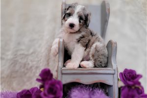 Winter - Sheepadoodle for sale