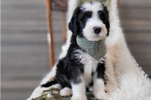 Wyatt - puppy for sale