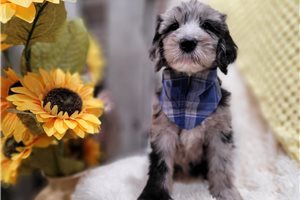 William - Sheepadoodle for sale