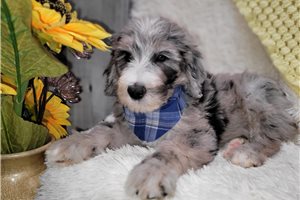 Walter - puppy for sale