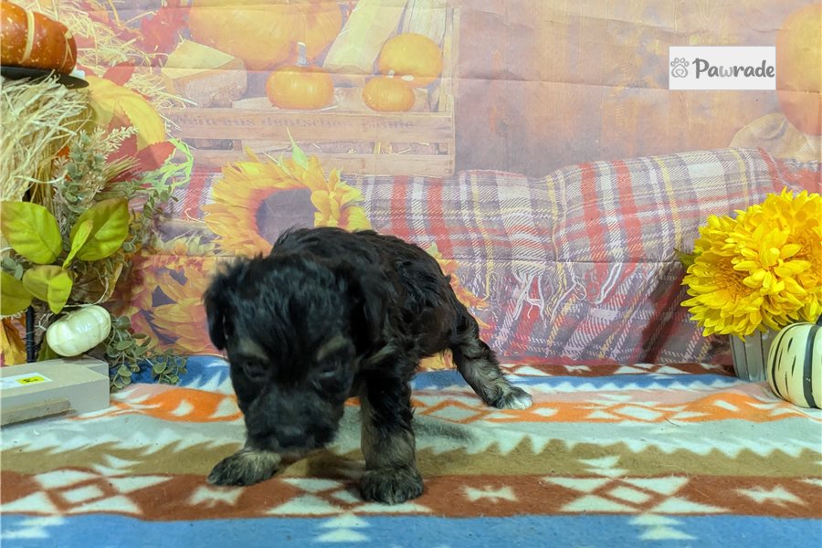 Charles, male Havanese puppy for sale