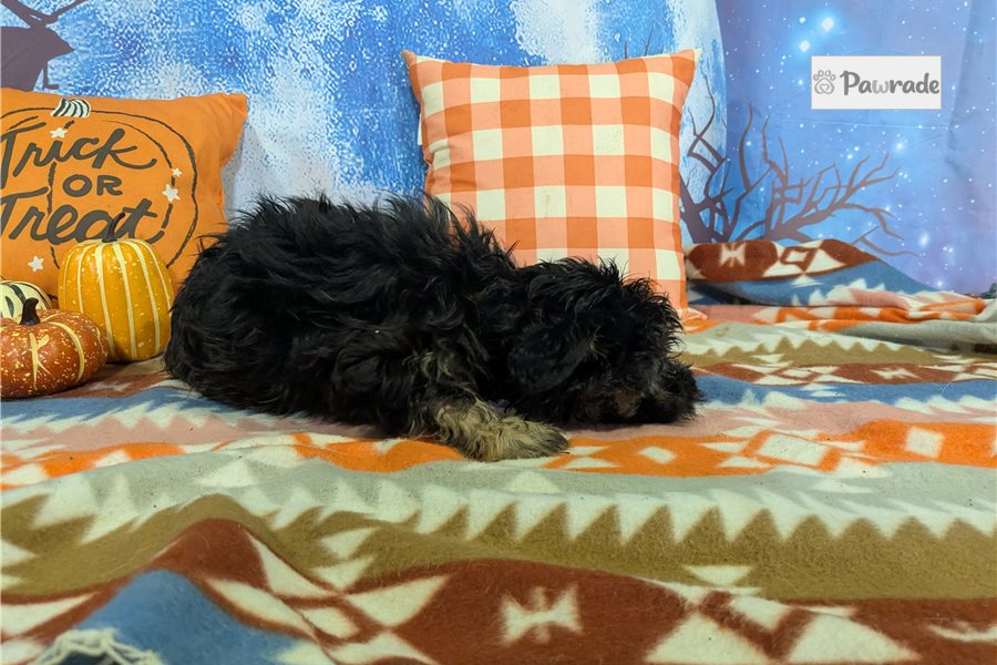 McGuire - Havanese for sale