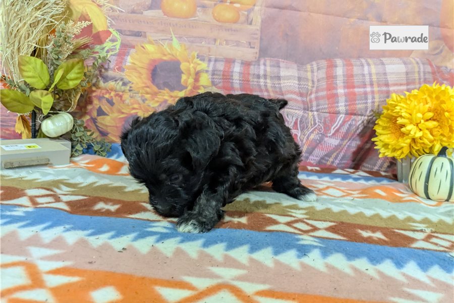 McGuire - Havanese for sale