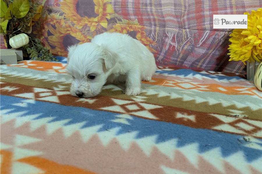Ripley - Maltese for sale