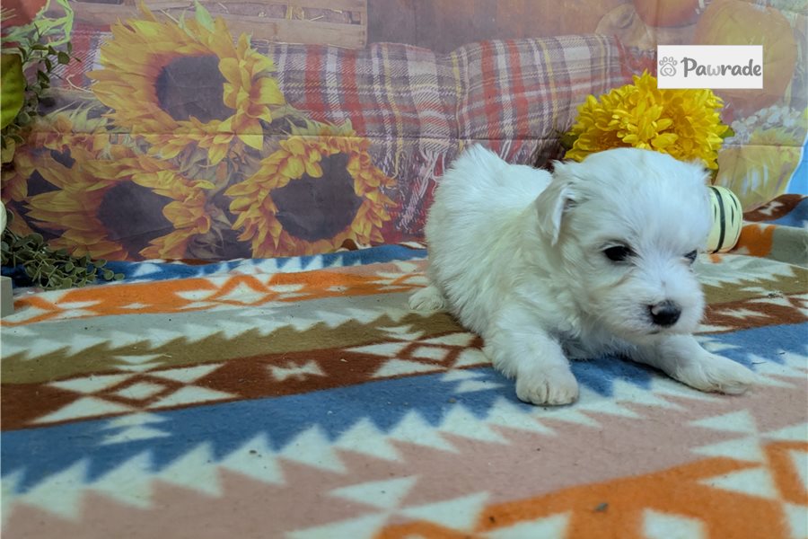 Risner, male Maltese puppy for sale