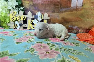 Luke - puppy for sale