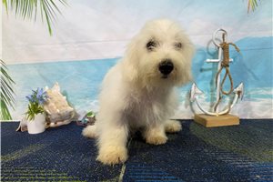 Luciano - Bichon Frise for sale