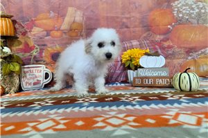 Leonardo - Bichon Frise for sale