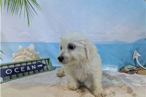 Lawson - Bichon Frise for sale