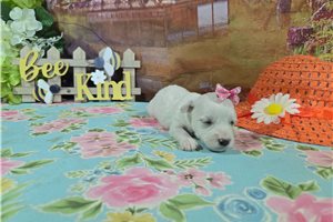 Layla - Bichon Frise for sale