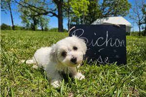 Davina - puppy for sale