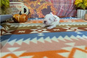 Daylin - Bichon Frise for sale