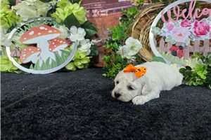 Leah - Bichon Frise for sale