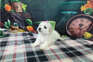 Hymn - puppy for sale
