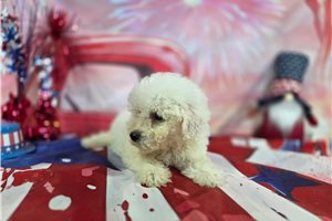 Lincoln - Bichon Frise for sale