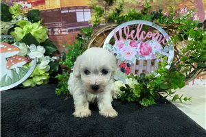 Lewis - Bichon Frise for sale