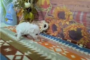 Denzel - Bichon Frise for sale
