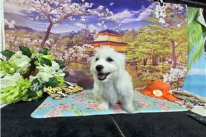 Hilton - Bichon Frise for sale