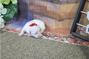 Kelly - puppy for sale