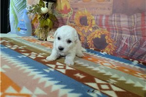 Caspien - Bichon Frise for sale
