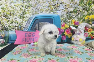 Hobbs - puppy for sale