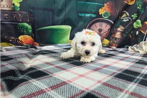 Rosa - Bichon Frise for sale