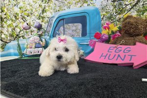 Rosa - Bichon Frise for sale