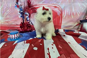 Loretta - Bichon Frise for sale