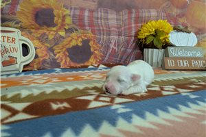 Caspien - Bichon Frise for sale