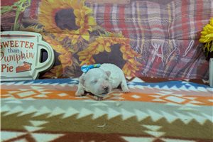 Camille - puppy for sale